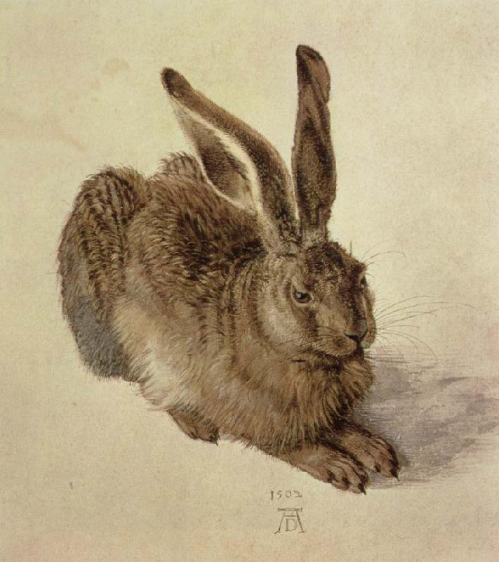Albrecht Durer hare oil painting picture